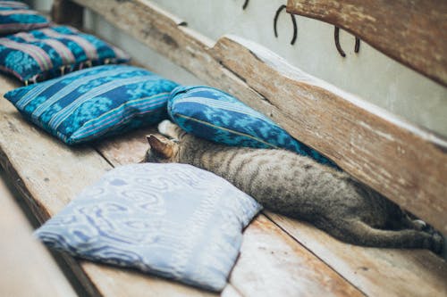 Серый полосатый котенок играет с синими подушками