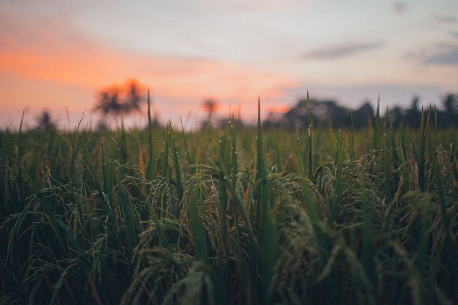 Serene landscape of a rice field at sunset with dew drops on plants and a colorful sky.