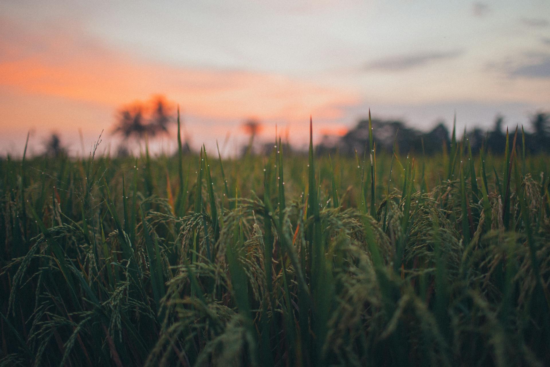 Rice Field