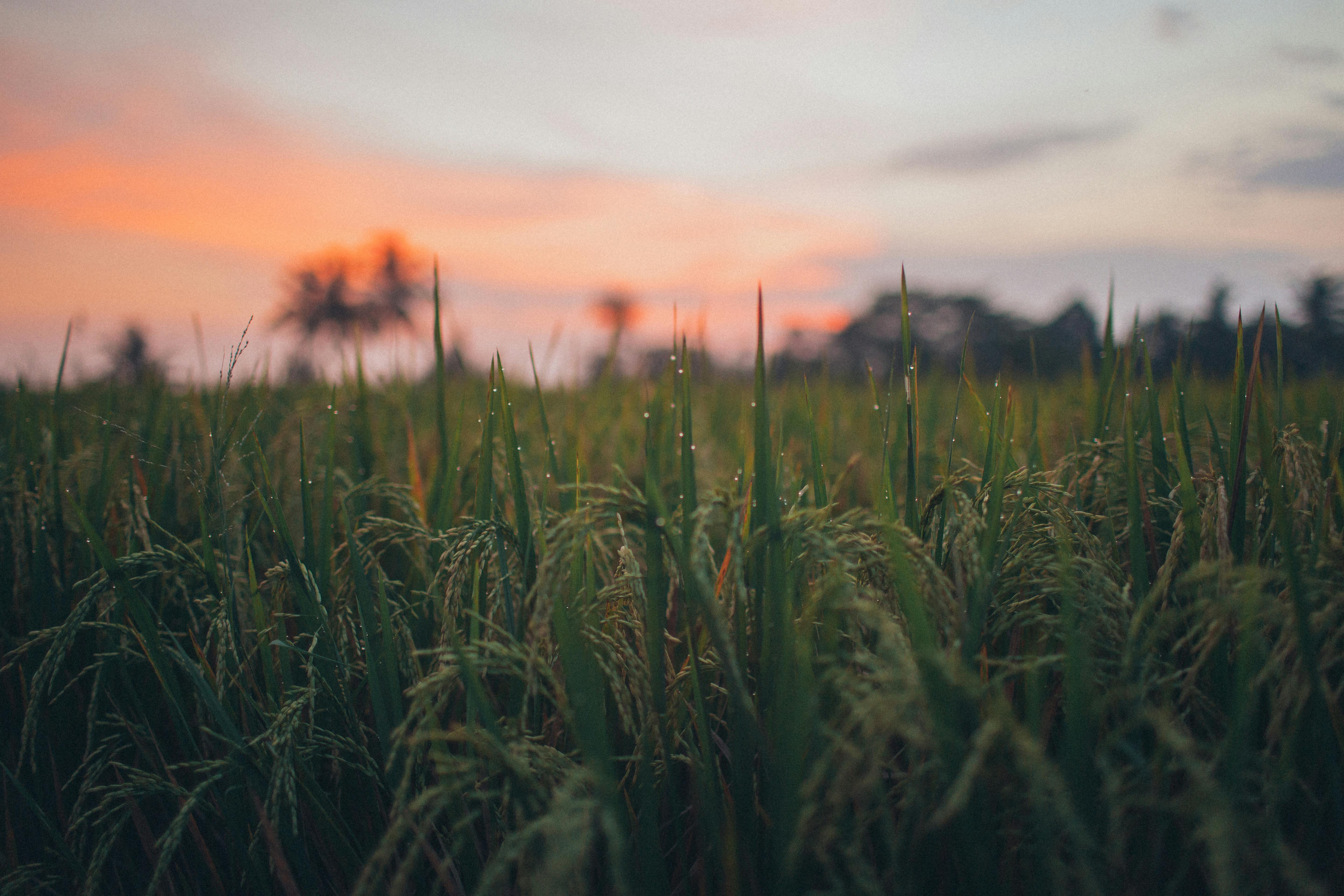 Rice Field · Free Stock Photo