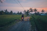 黎明时分，一名骑摩托车的人沿着乡村农场的土路行驶，四周环绕着棕榈树