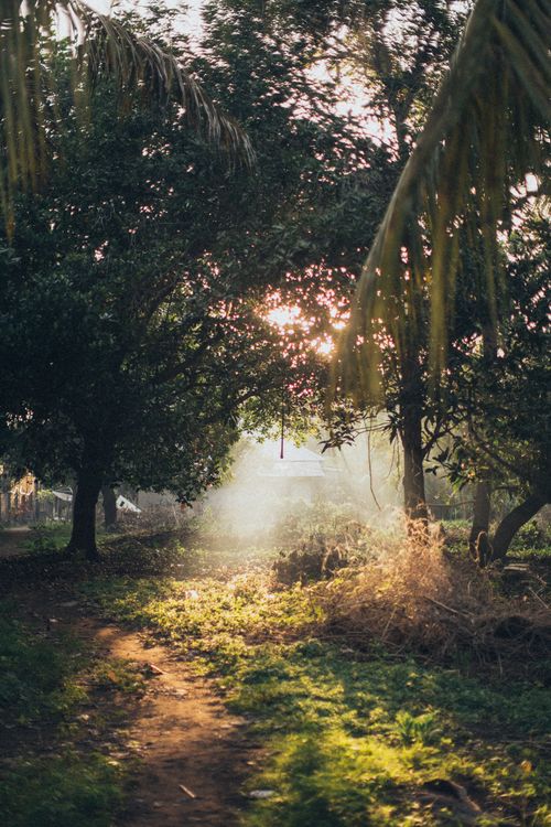 Free A tranquil forest path illuminated by sunbeams filtering through lush trees, evoking peace and nature's beauty. Stock Photo