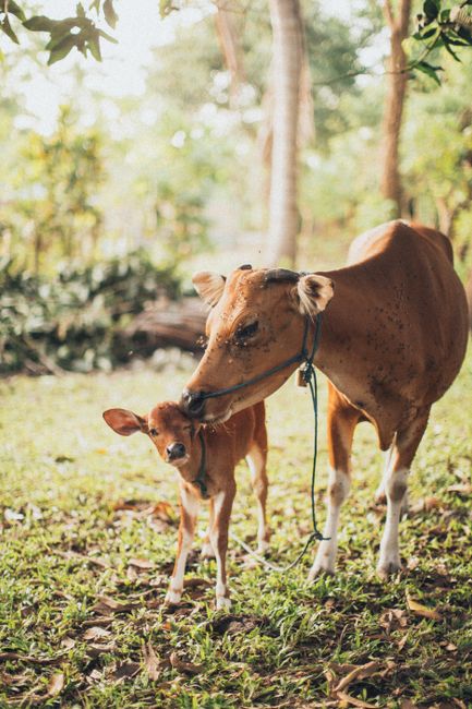 A tender moment between a cow and her calf in a lush, peaceful countryside setting.