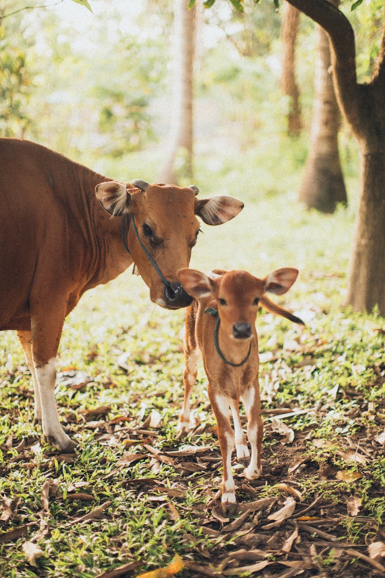 Cow And Calf