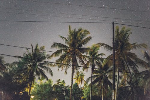 晚上的棕榈树