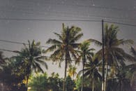 宁静的星空与棕榈树剪影营造出热带氛围