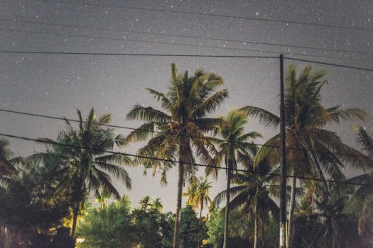 宁静的星空与棕榈树剪影营造出热带氛围