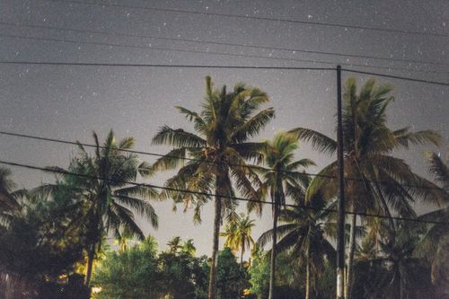 Free A serene starry night sky with silhouetted palm trees creating a tropical ambiance. Stock Photo