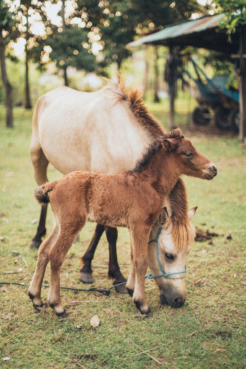 Free Horse And Foal At Field Stock Photo