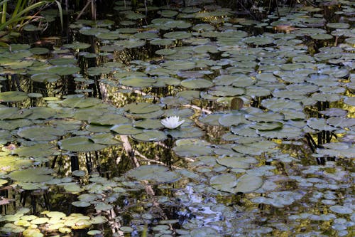 Ilmainen kuvapankkikuva tunnisteilla järvi, kasvit, kukka
