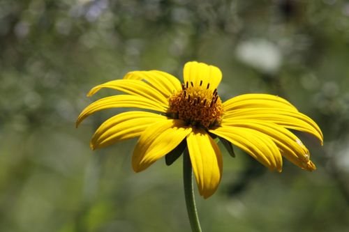 Free Close-up of a vivid yellow flower with blurred green background, showcasing nature's beauty. Stock Photo