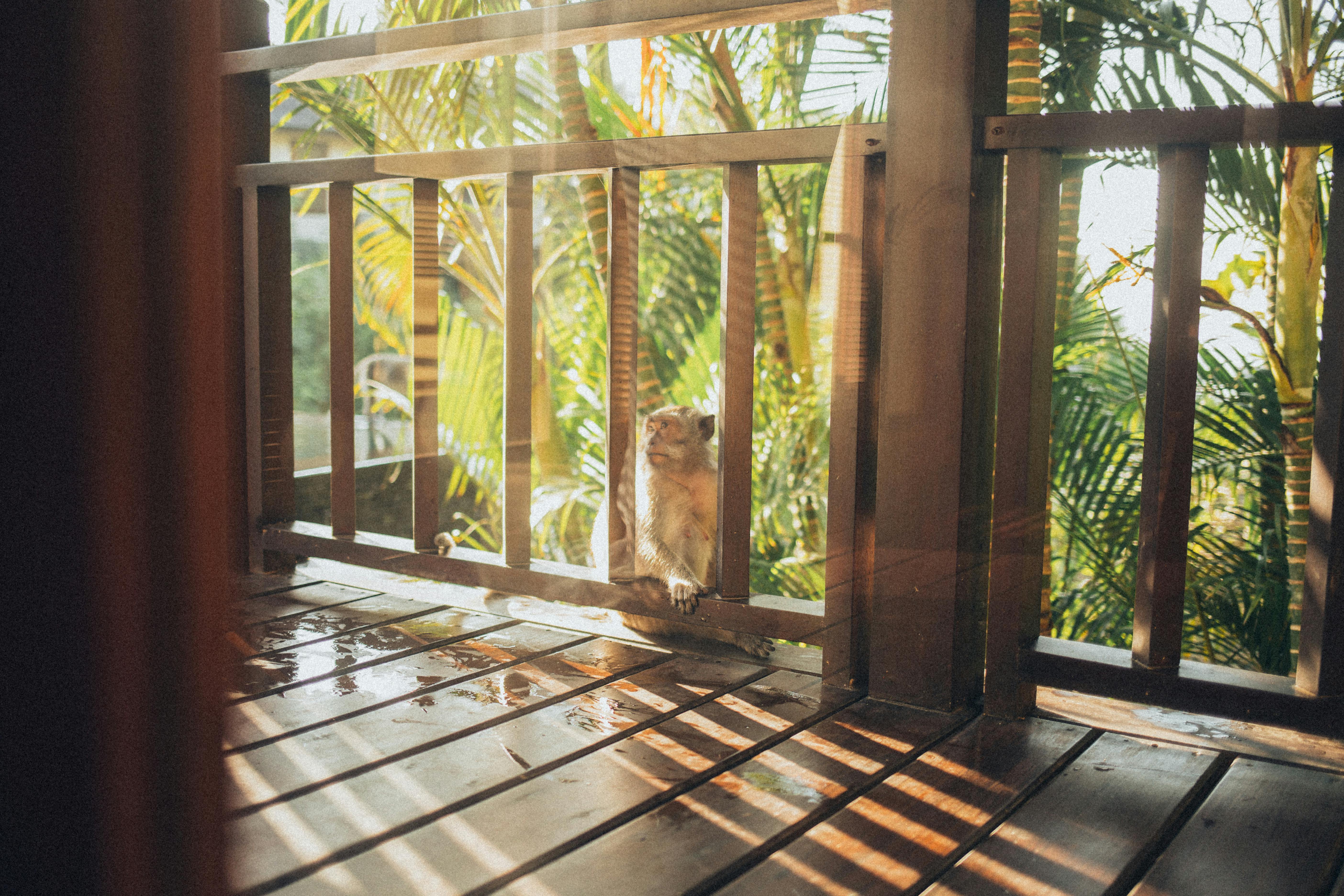 阳光明媚的木门廊上，一只猴子正享受着宁静的时刻，周围环绕着热带植物
