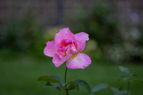 Pink Flower in Nature