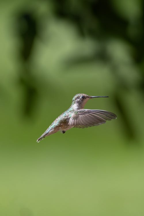 Small Hummingbird Flying