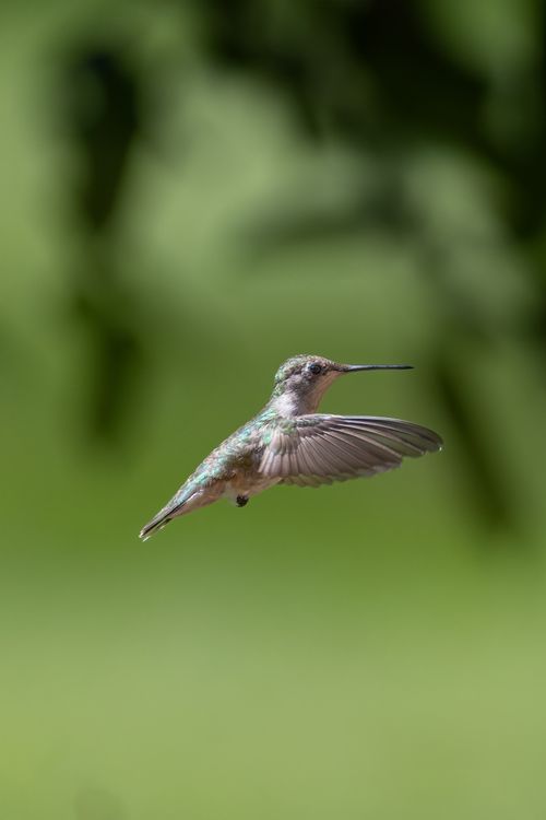 Free A stunning capture of a hummingbird in flight with a blurred green background. Perfect for nature enthusiasts. Stock Photo