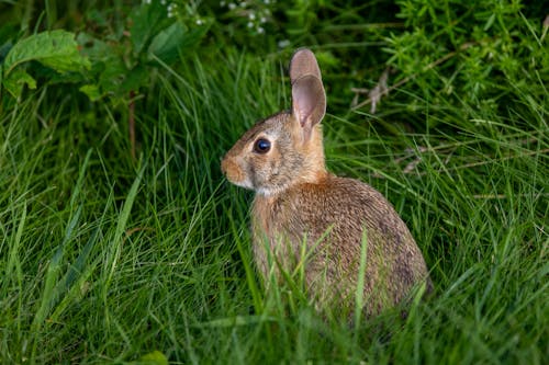 Immagine gratuita di coniglio, erba, fotografia di animali