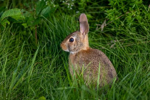 Free A wild rabbit sits camouflaged amidst lush grass in a natural setting, captured in Southborough, MA. Stock Photo