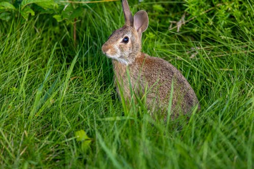 兔子, 動物攝影, 地面 的 免費圖庫相片