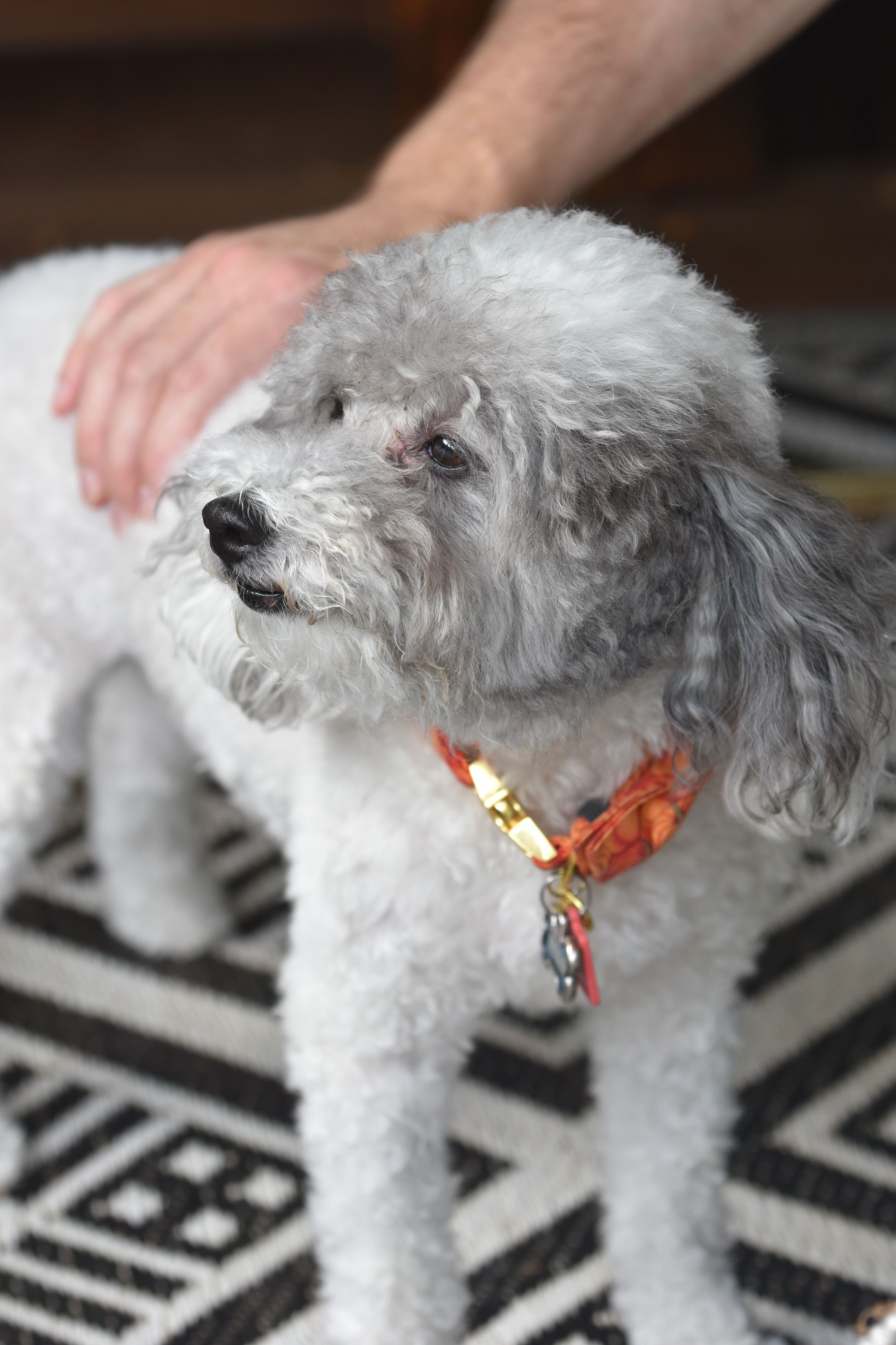A Poodle with an Orange Collar · Free Stock Photo