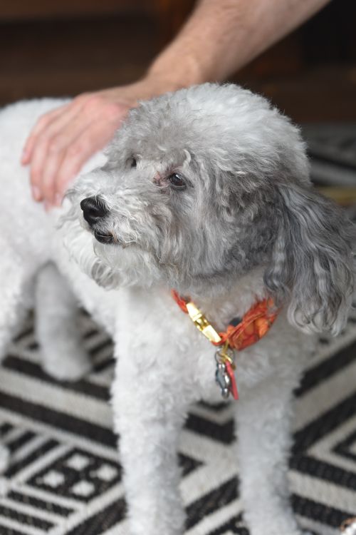 Free Cute poodle wearing a colorful collar, gently petted indoors on a patterned rug. Stock Photo