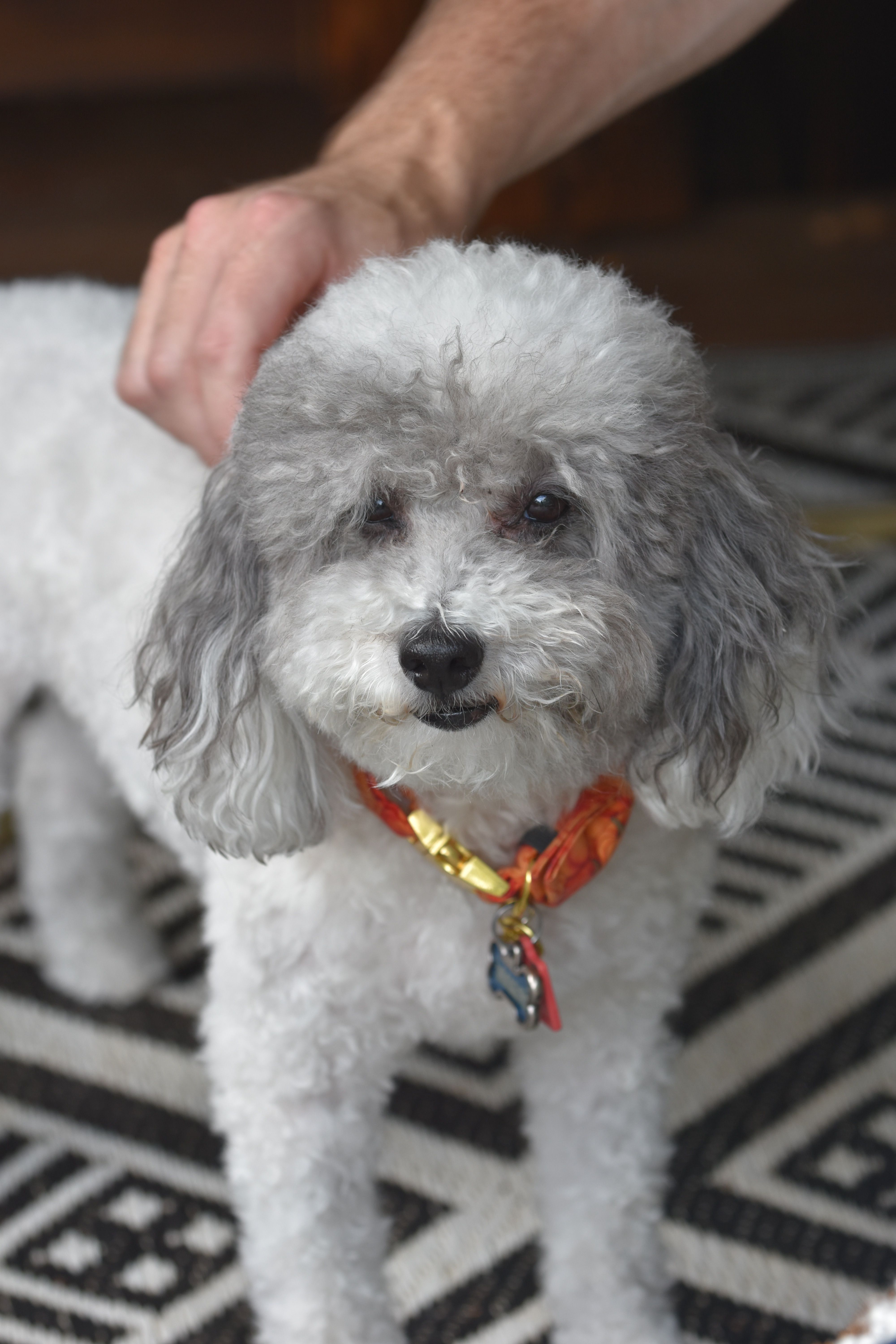 A Poodle with an Orange Collar · Free Stock Photo