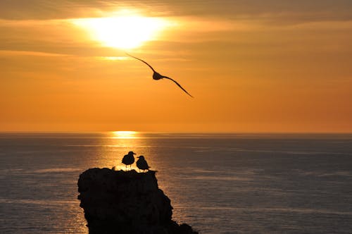 Birds over Rock on Sea Shore at Sunset