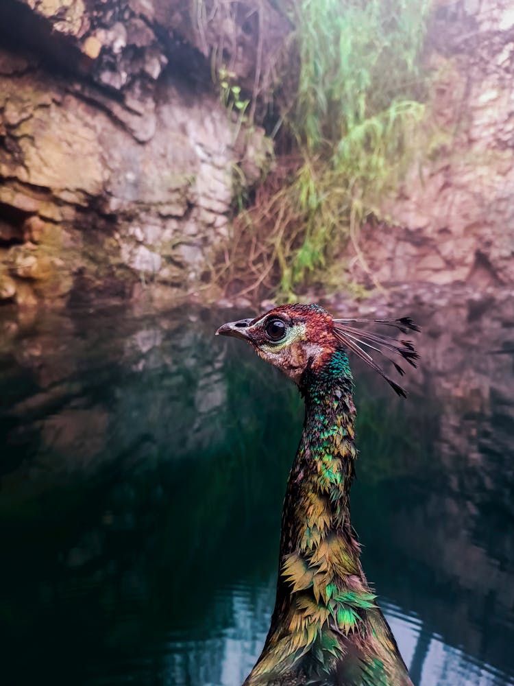 Peacock Near Water In Wild Nature With Rocks