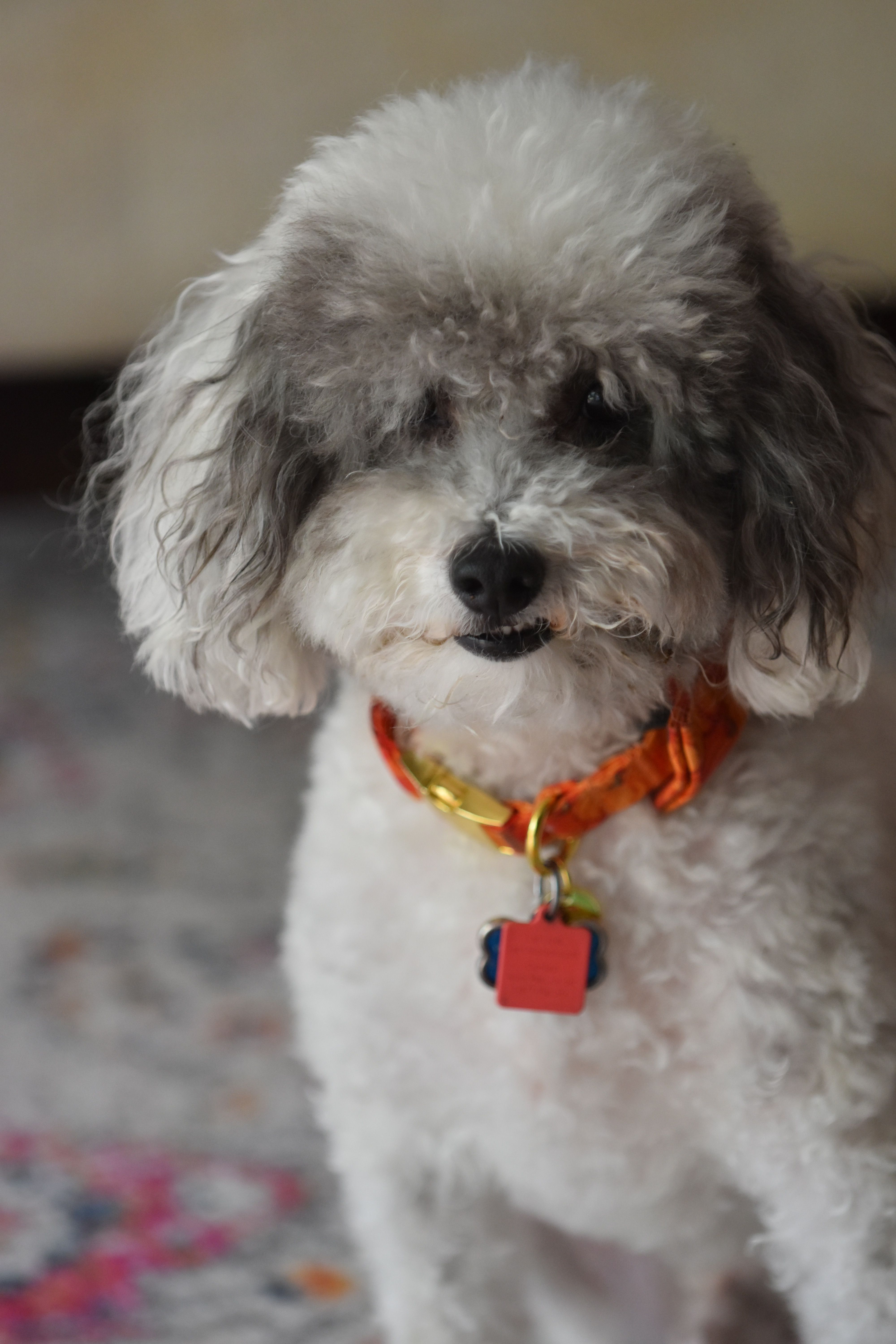 A Poodle with an Orange Collar · Free Stock Photo