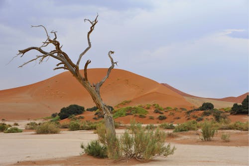Foto profissional grátis de areia, árido, árvore