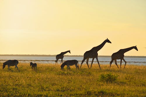 Giraffes and Zebras at Sunset