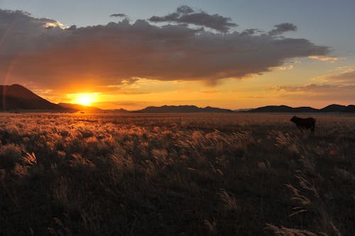 Kostenloses Stock Foto zu freifläche, goldenen sonnenuntergang, namibia