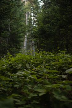Dense green foliage in a lush forest captures the essence of nature's greenery.