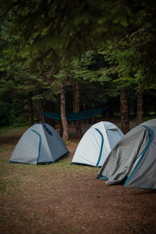 Imagine de stoc gratuită din camping, codru, corturi