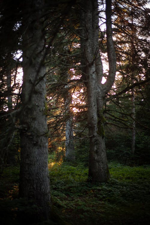 Ilmainen kuvapankkikuva tunnisteilla kasvaminen, metsä, puu