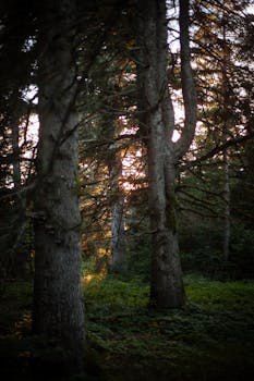 Peaceful forest scene with sunlight filtering through dense trees creating a tranquil atmosphere.