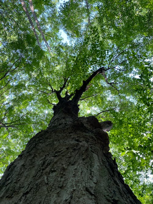 Gratis lagerfoto af blå himmel, blade, grene