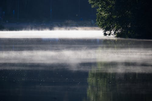 Darmowe zdjęcie z galerii z drzewa, kondensacja, mgła