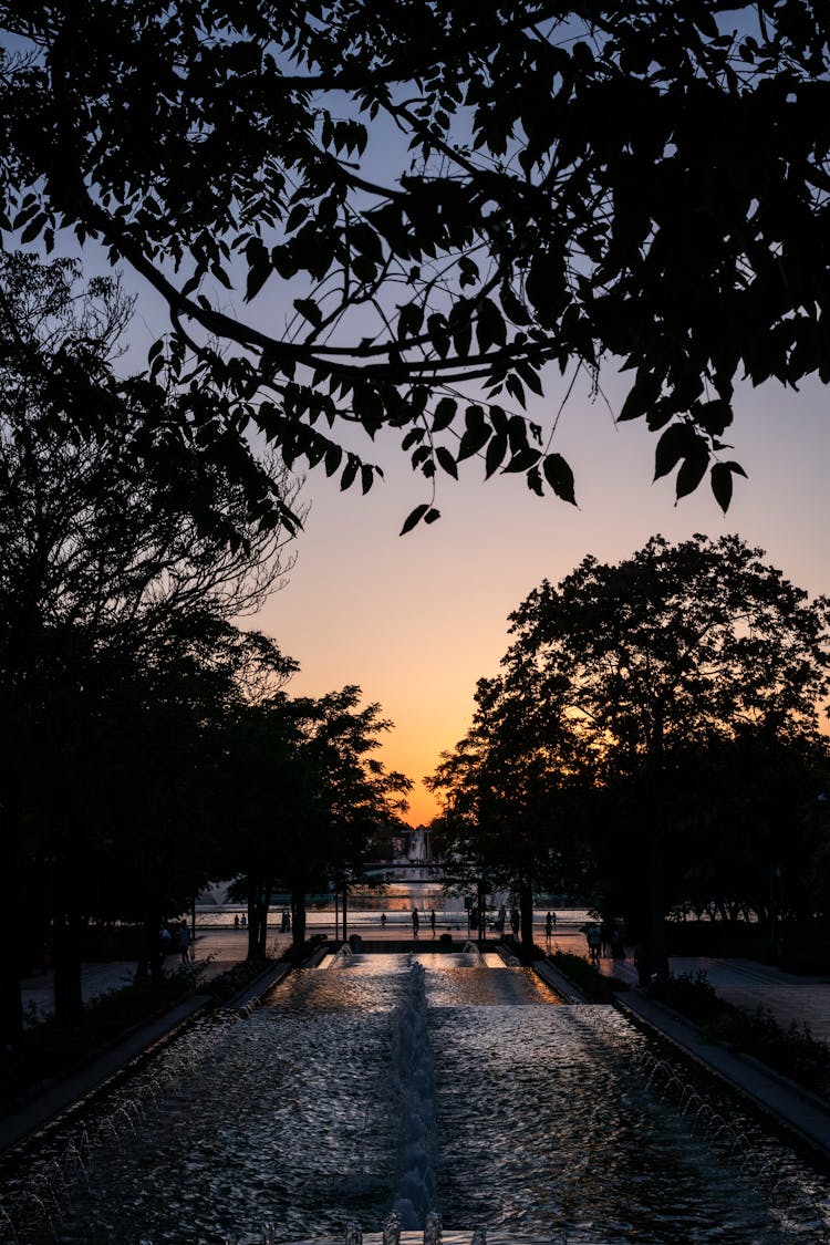 Silhouettes Of Trees On Paved Street At Night