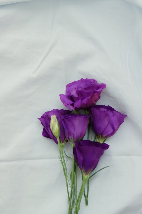 Gratis stockfoto met bloemen, boeket, detailopname