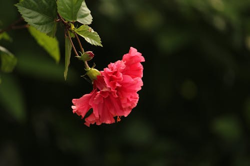 Kostnadsfri bild av Hibiskus, vacker blomma, vackra blommor