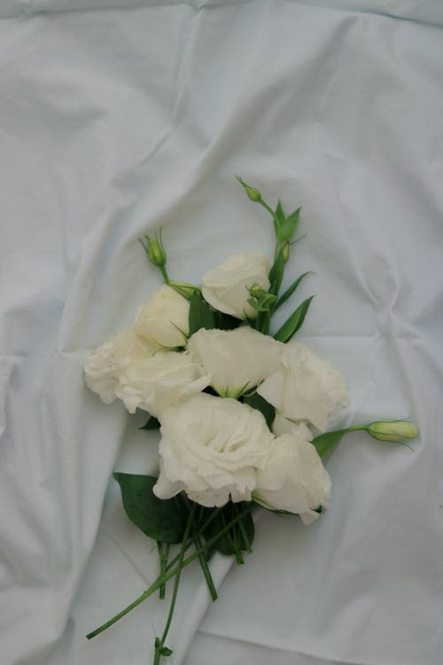 Darmowe zdjęcie z galerii z białe tło, kwiaty, pionowy strzał