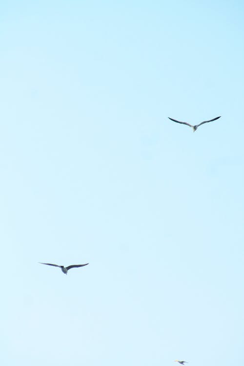 Kostnadsfri bild av fåglar, flygande, himmel