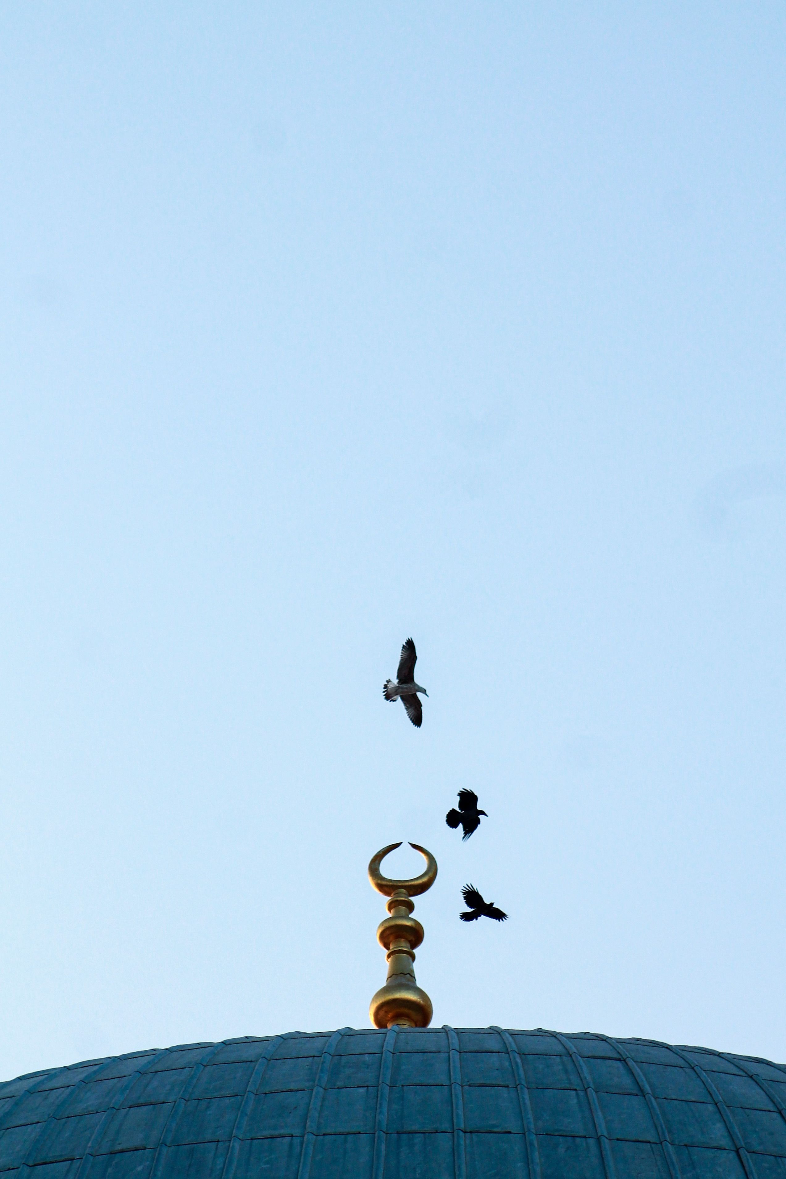 A tranquil scene of birds flying over a mosque dome with a clear sky backdrop.