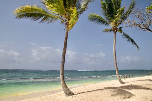 모래, 바다, 야자나무의 무료 스톡 사진