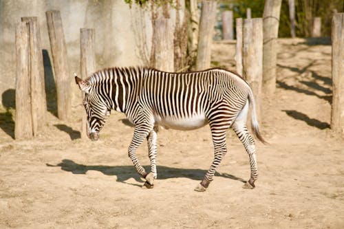 zebre du zoo de Vincennes