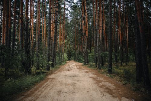 Free A serene dirt trail meanders through a towering pine forest in Belarus. Stock Photo