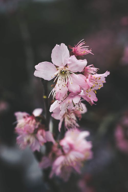 Roze Bloemblaadjes Bloemen