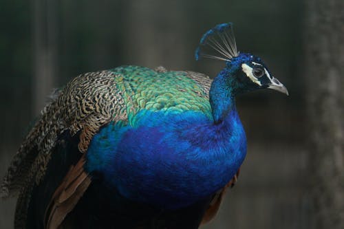 pavo cristatus, 孔雀, 模糊背景 的 免費圖庫相片