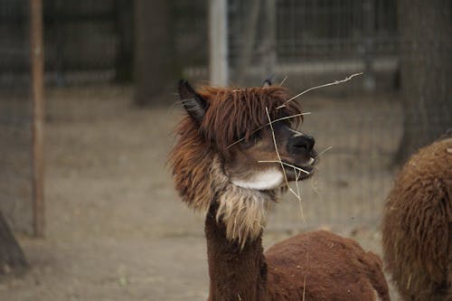 Foto profissional grátis de animal, animal engraçado, castanho