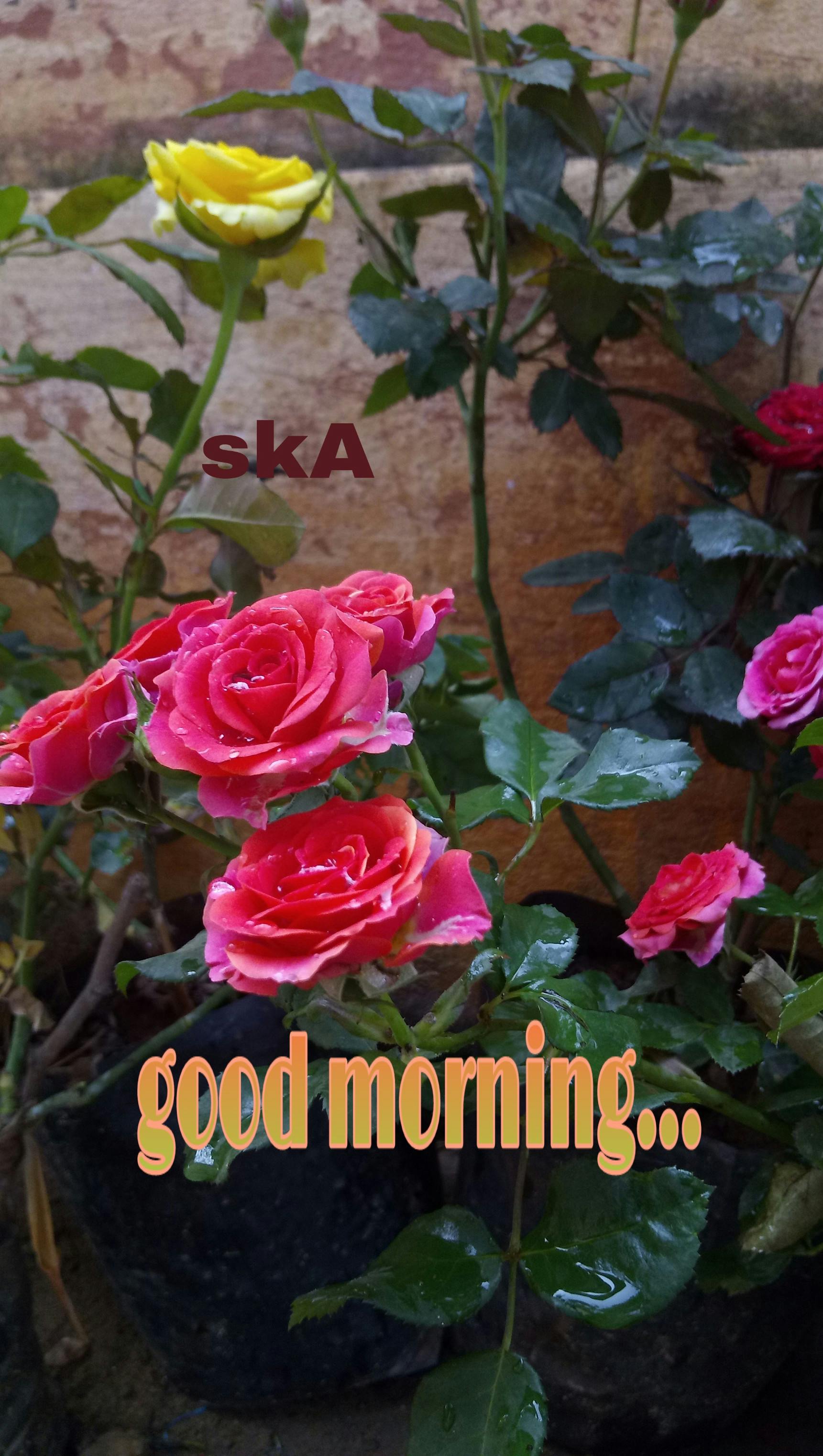 Latest Good Morning Rose Pics